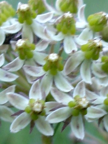 Asclepias vicaria
